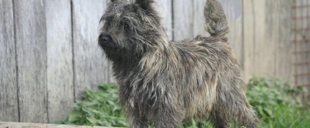 Cairn Terrier de l’élevage Des Fauves d’Orient