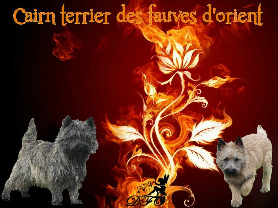 Souvenirs des Cairn Terriers des Fauves d’Orient