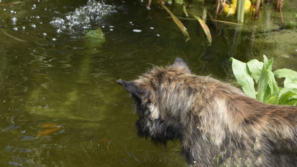 Cairn Terrier des Fauves d’Orient — photo 2