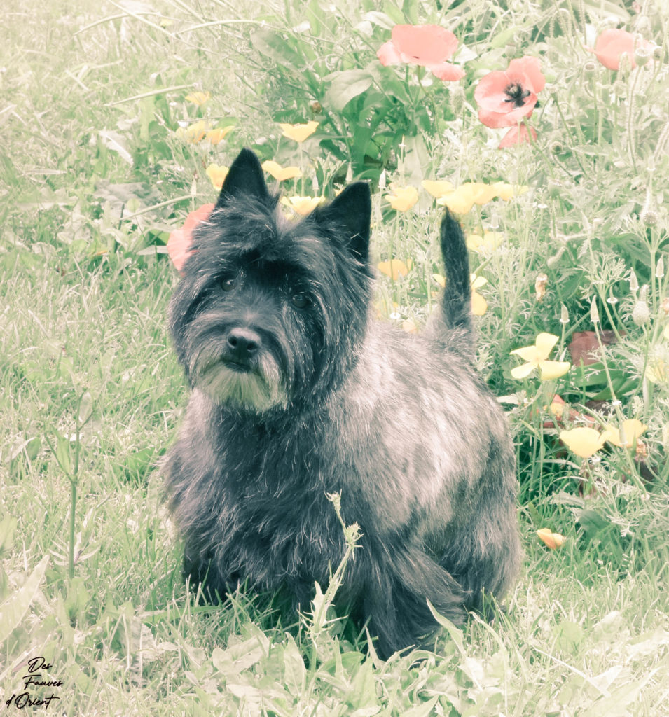 Cairn Terrier des Fauves d’Orient — photo 4