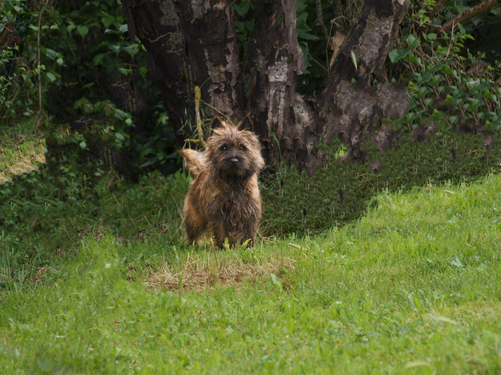 Cairn Terrier des Fauves d’Orient — photo 3