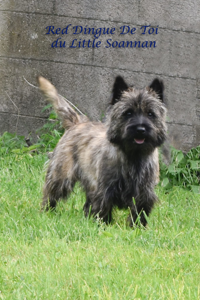 Cairn Terrier des Fauves d’Orient — photo 1