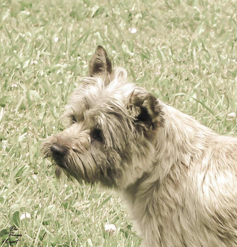 Cairn Terrier des Fauves d’Orient — photo 8