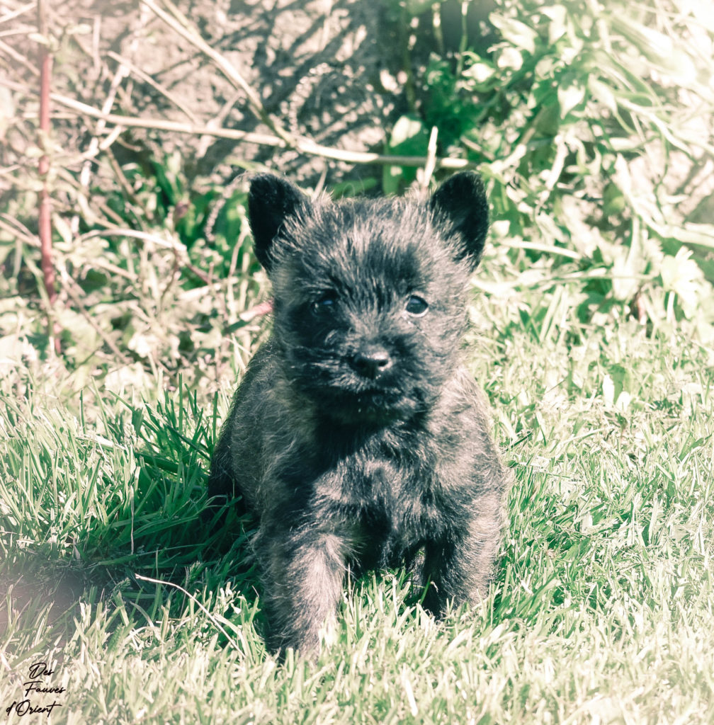 Cairn Terrier des Fauves d’Orient — photo 7