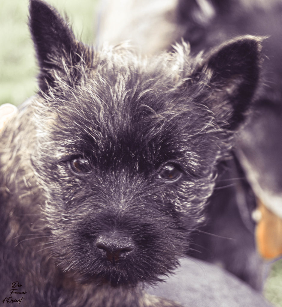 Cairn Terrier des Fauves d’Orient — photo 6