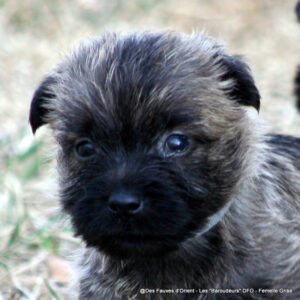 Femelle Grise - photo 2