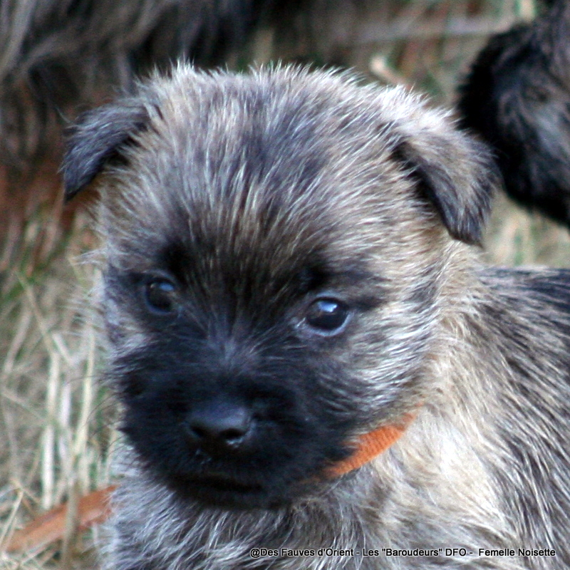 Femelle Noisette - photo 1