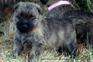 Femelle Noisette - photo 2