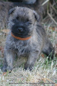 Femelle Noisette - photo 3