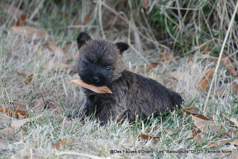 Femelle Noire - photo 1