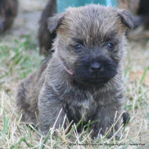 Femelle Rose - photo 2