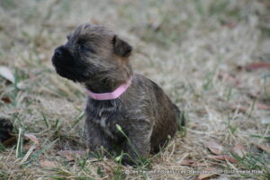 Femelle Rose - photo 3