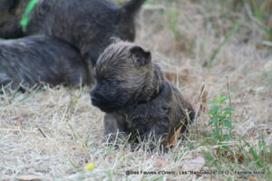 Femelle Noire - photo 2
