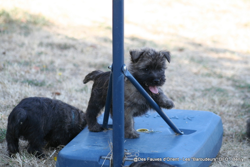 Benjy => Mâle Vert - photo 1