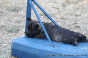 B'Elvis => Mâle bleu - photo 2