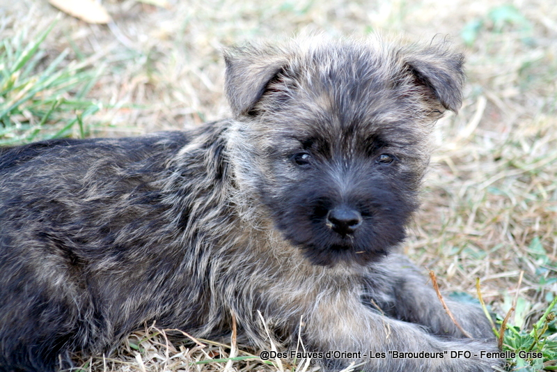 Femelle Grise - photo 1