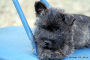 B'Elvis => Mâle bleu - photo 3