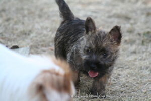 Femelle Rose - photo 2
