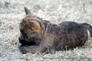 Femelle Rose - photo 3