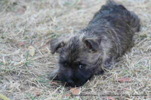 Femelle Grise - photo 2