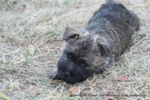 Femelle Grise - photo 3
