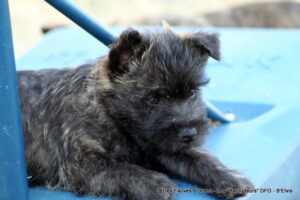 B'Elvis => Mâle bleu - photo 4