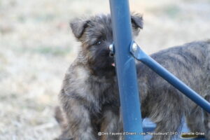 Femelle Grise - photo 4