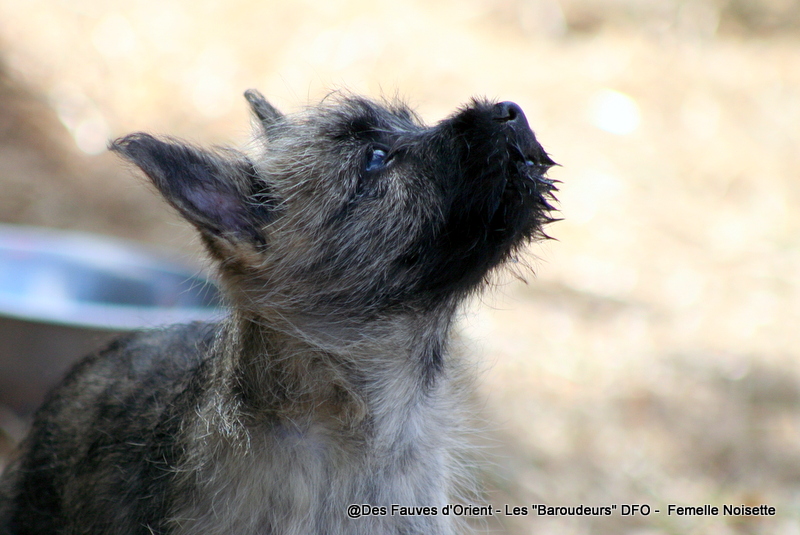 Femelle Noisette - photo 1