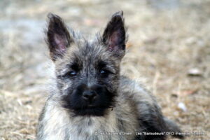 Femelle Noisette - photo 4