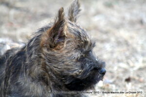 Bidule-Machin dite La-Chose => Femelle Noire - photo 3