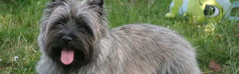 Cairn Terrier de l’élevage Des Fauves d’Orient
